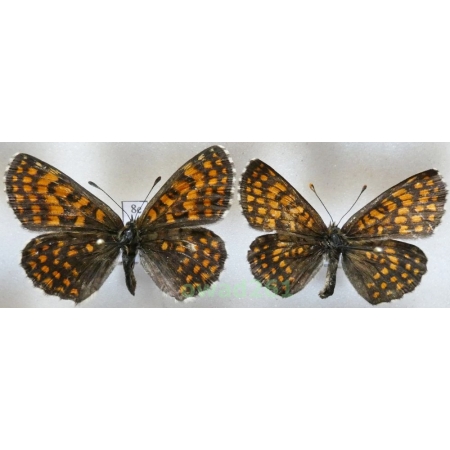 Melitaea athalia (Rottemburg, 1775) pair Poland8e